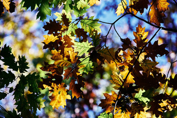 Autumn coloured leaves with green and brown tint hanging on a tree while the sun is shining trough