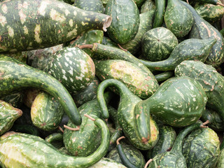 Kalerbassenkurbisse pumpkin in market