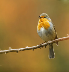 Beautiful robin redbreast perched on a branch in Autumn.