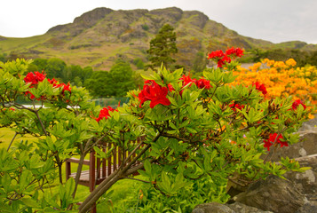 Looking up through the flowers, to Coniston, The Lake District, Cumbria