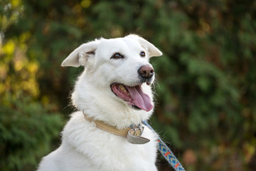 white dog portrait