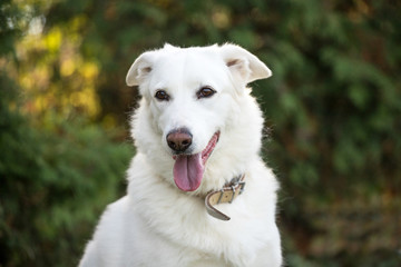 white dog portrait