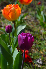 Fototapeta premium Tulipanes - 20