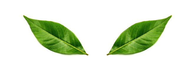 green leaves isolated on white background.