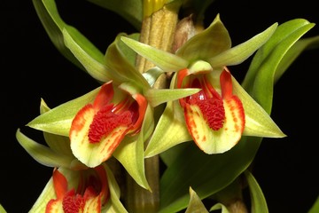 dendrobium orchid