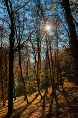 Fototapeta premium Herbstwald