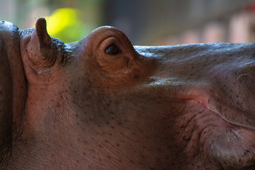 Side view closeup portrait Hippopotamus (Hippopotamus amphibius)