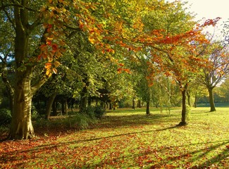 Fototapeta na wymiar A colourful Autumn landscape.