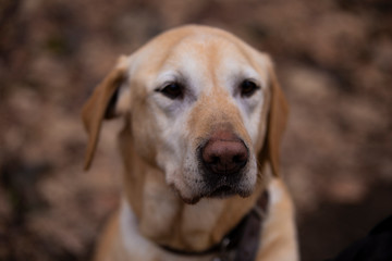 Labrador Retriever 