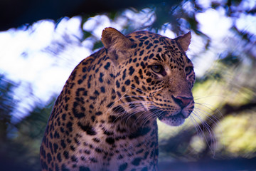 Big Asian leopard focused on his prey