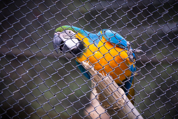 Beautiful single colorful macaws in zoo cage
