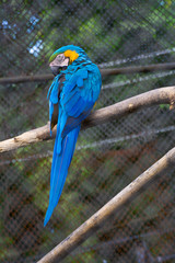 Beautiful single colorful macaws in zoo cage