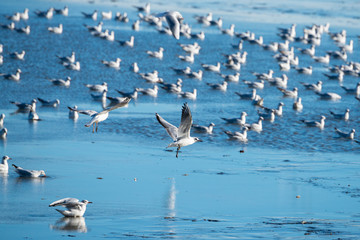 Black-headed Gull - Chroicocephalus ridibundus on a pond - catching fish after fishing pond