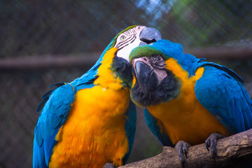 Beautiful two colorful macaws in zoo cage