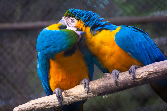 Beautiful two colorful macaws in zoo cage