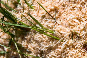 Green grass in sawdust is macro