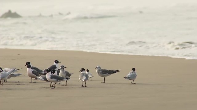 Seagulls and black headed on the shore looking for crustaceans