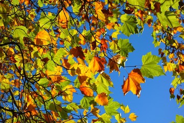 Colourful Autumn leaves against a blue sky.