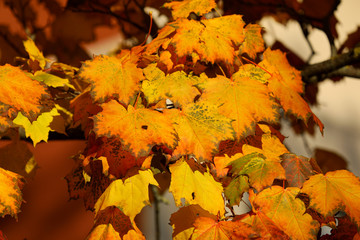 Maple trees in autumn