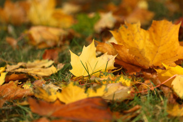 Naklejka na ściany i meble Maple leaves on grass