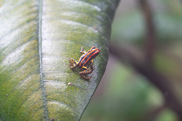 Red and Yellow Striped Tree Frog