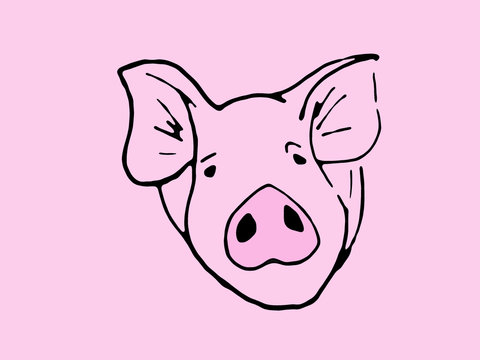 Muzzle pig close up on a white background. Sketch.