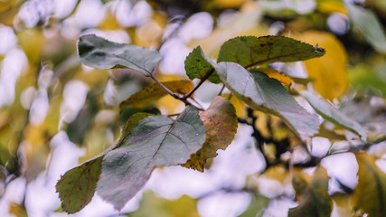 autumn leaves on tree