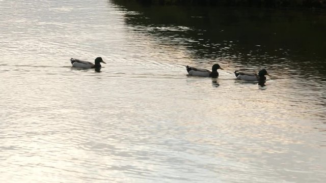 a group of ducks swim among the reflections of the sun
