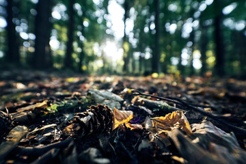 Closeup of a pine cone laying on the black ground in a dark forest in autumn fall, sun is speading trough the trees to light the pinecone