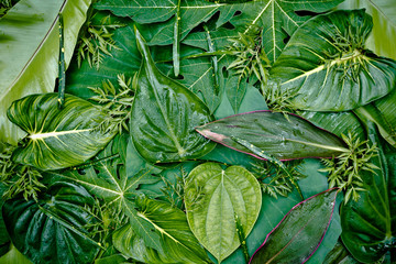 Texture of a green leaf as background 
