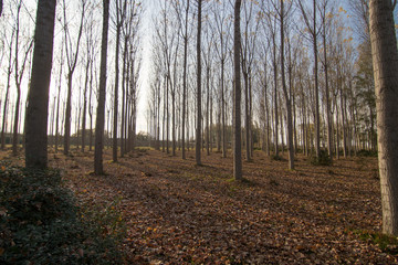 bosque en otoño