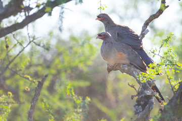 Chaco Chachalacas sitting on a tree in argentina