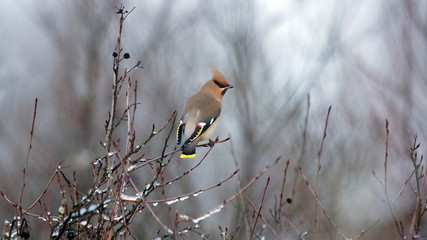 Свиристель на кусте черноплодной рябины