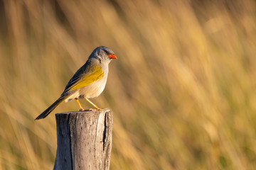 pampa grass finch perching on a post