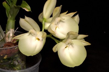 orchid catasetinae