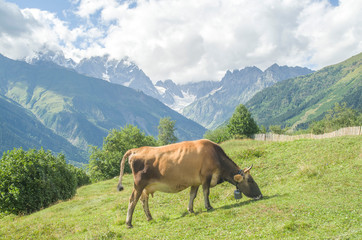 Fototapeta na wymiar Grazing cow on meadow in the city Mestia, Svaneti, Georgia