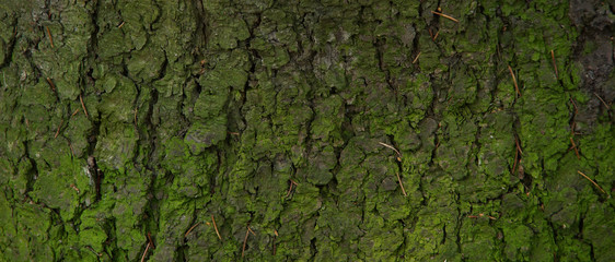 green bark spruce background texture needles moss