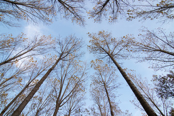 bosque en otoño