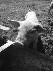 Piglet with trough and grass in black and white