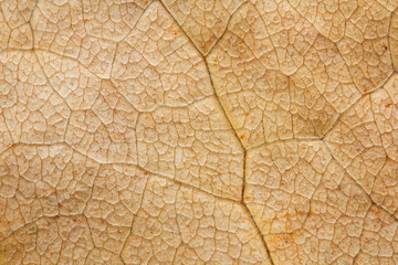 autumn leaf texture, macro