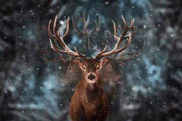 Poster Edel hertenmannetje in het bos van de de wintersneeuw. Meervoudige belichting © delbars