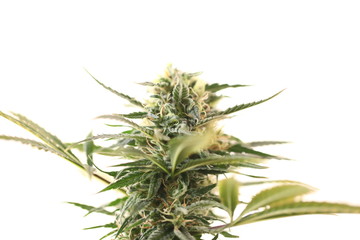 blooming autumn plant medical marijuana cannabis hemp