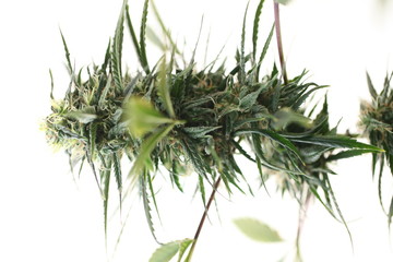 blooming autumn plant medical marijuana cannabis hemp