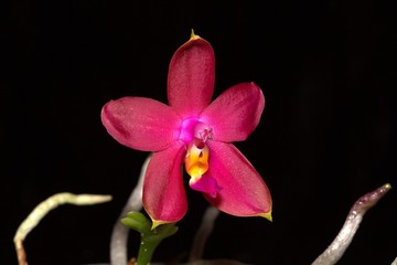 orchid phalaenopsis