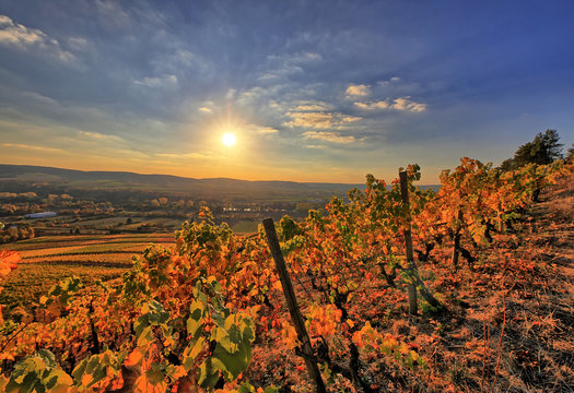 Im herbstlichen Weinberg von Th&uuml;ngersheim