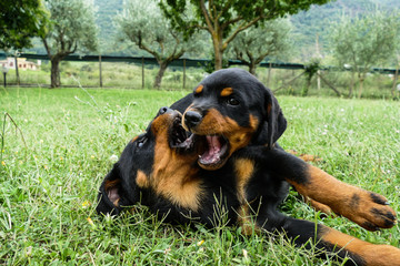 Cute puppies battling in the garden. Small rottweilers playing outdoors