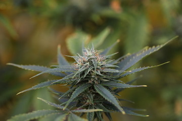 blooming autumn plant medical marijuana cannabis hemp