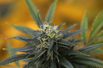 blooming autumn plant medical marijuana cannabis hemp