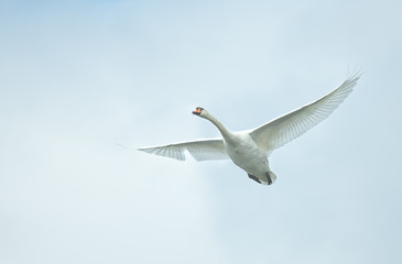 Mute swan isolated flying on blue sky