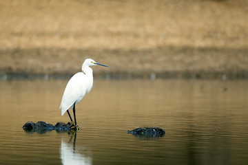Little egret in water